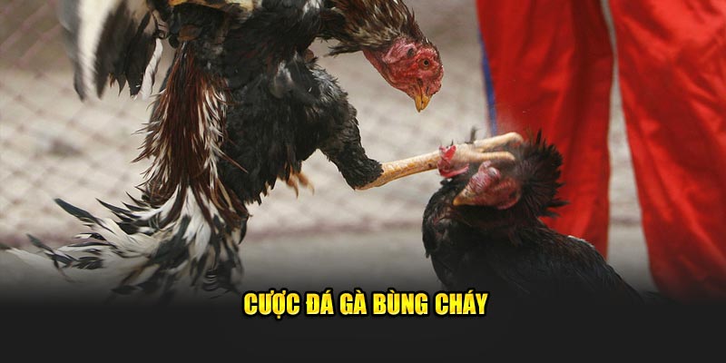 Cược đá gà bùng cháy